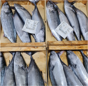 BONITO