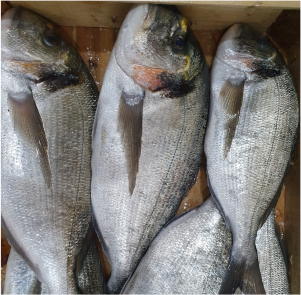 DORADA