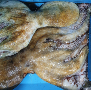 PULPO DE ROCA