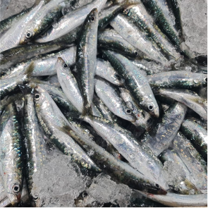 SARDINA