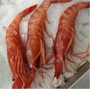 GAMBA ROJA
